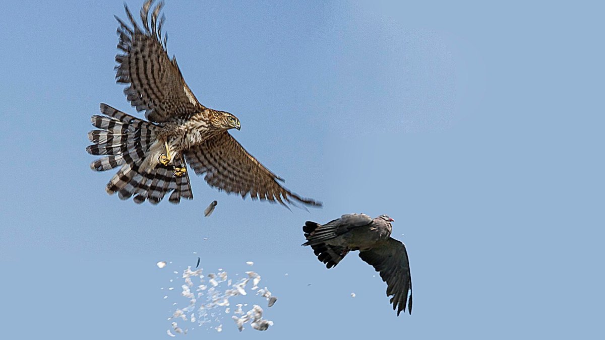 Ястреб тетеревятник голубятники