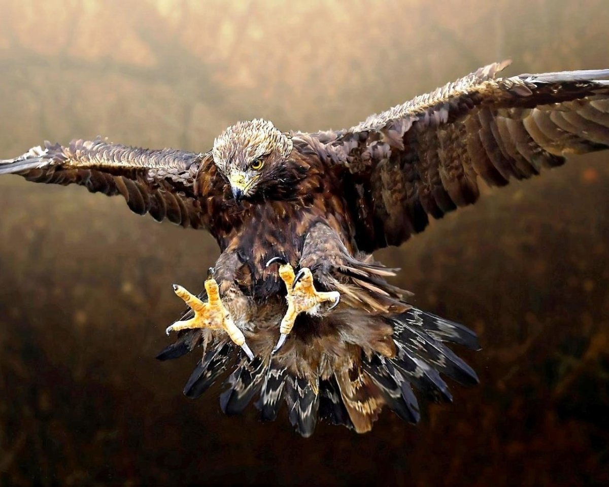 Беркут балобан