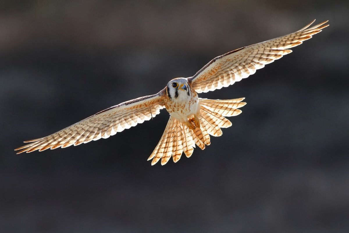 Кречет пустельга