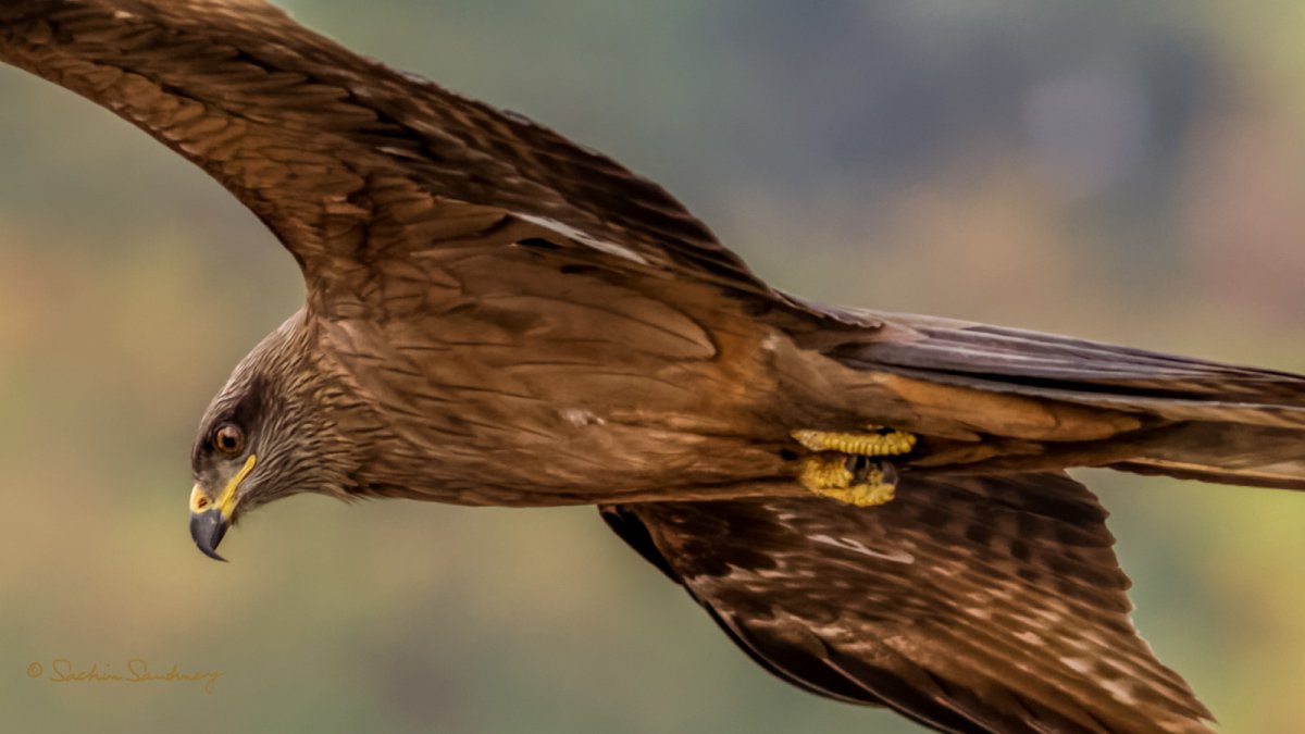 Хищные птицы ястреб Коршун