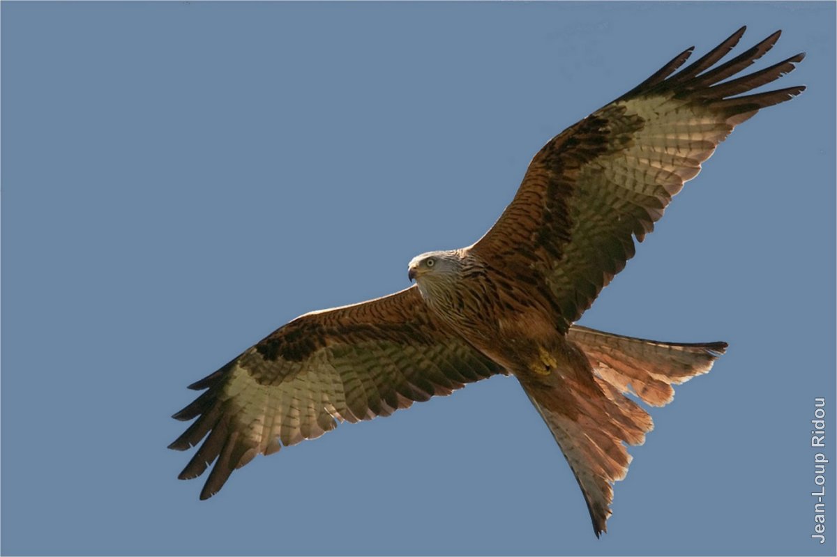 Парящий Сокол