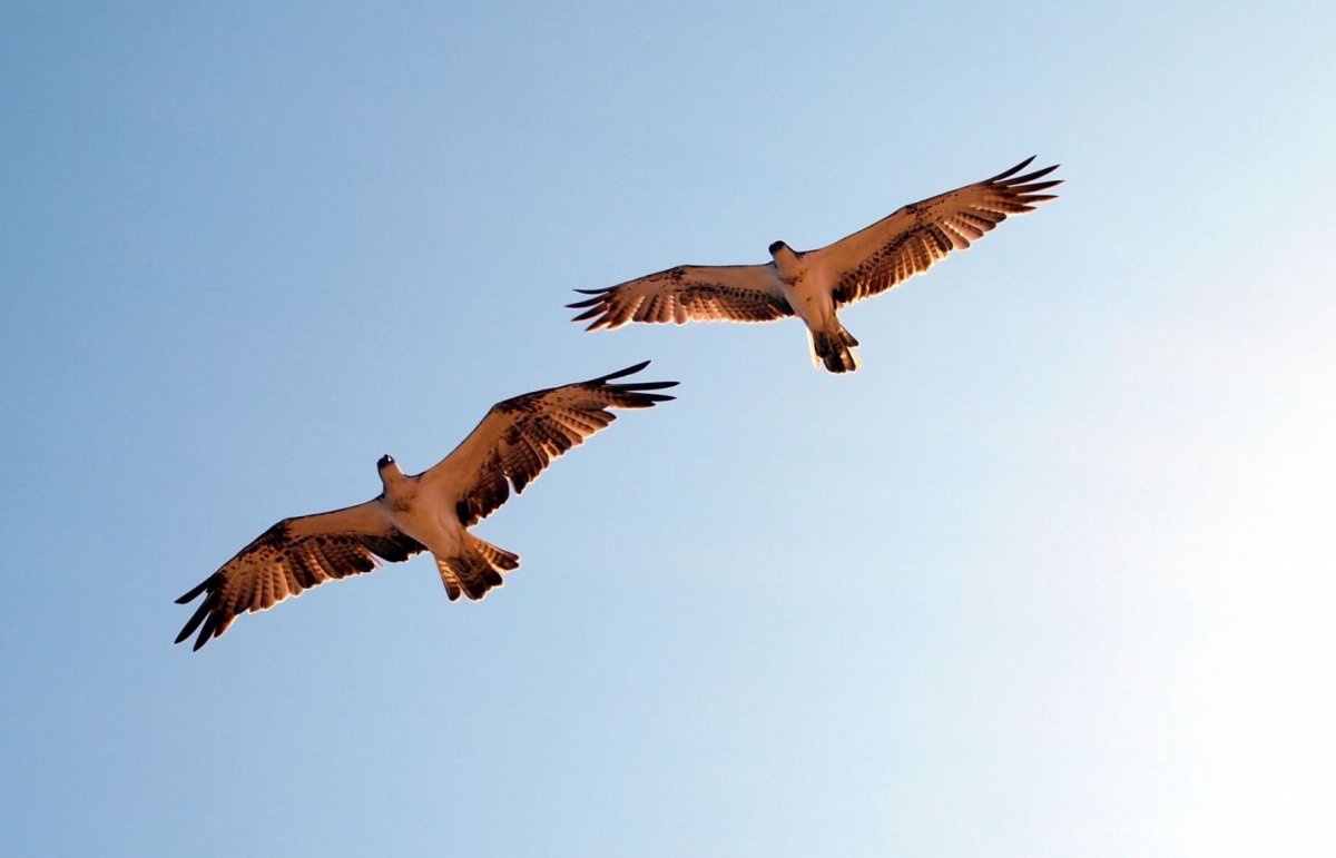 Орел и орлица в полете