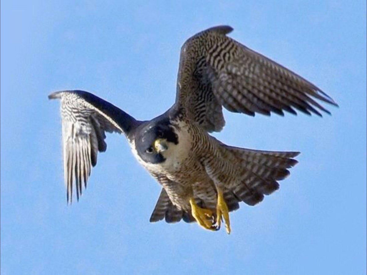 Сокол-Сапсан красная