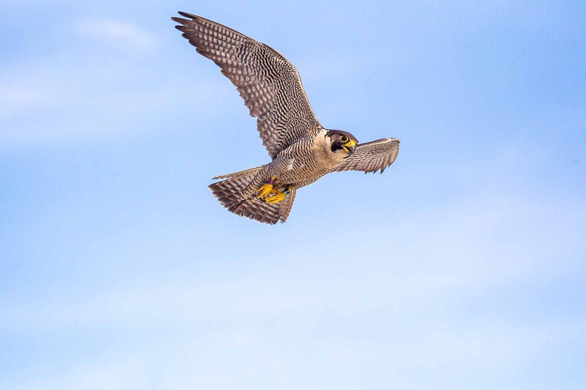 Сапсан пикирует