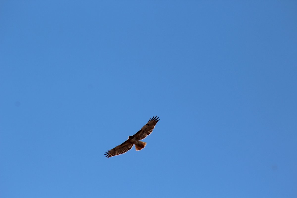 Полет ястреба снизу