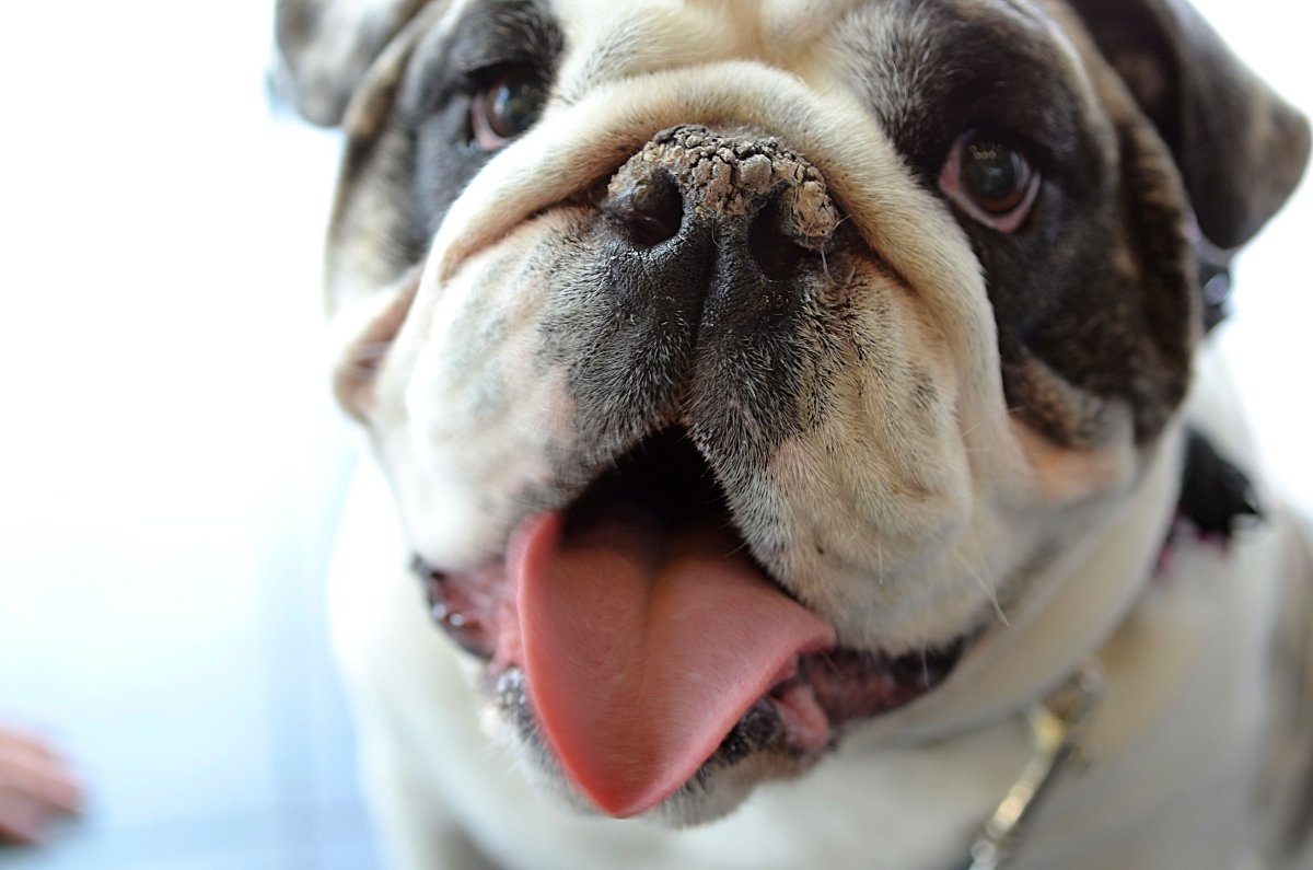 Порода бульдог