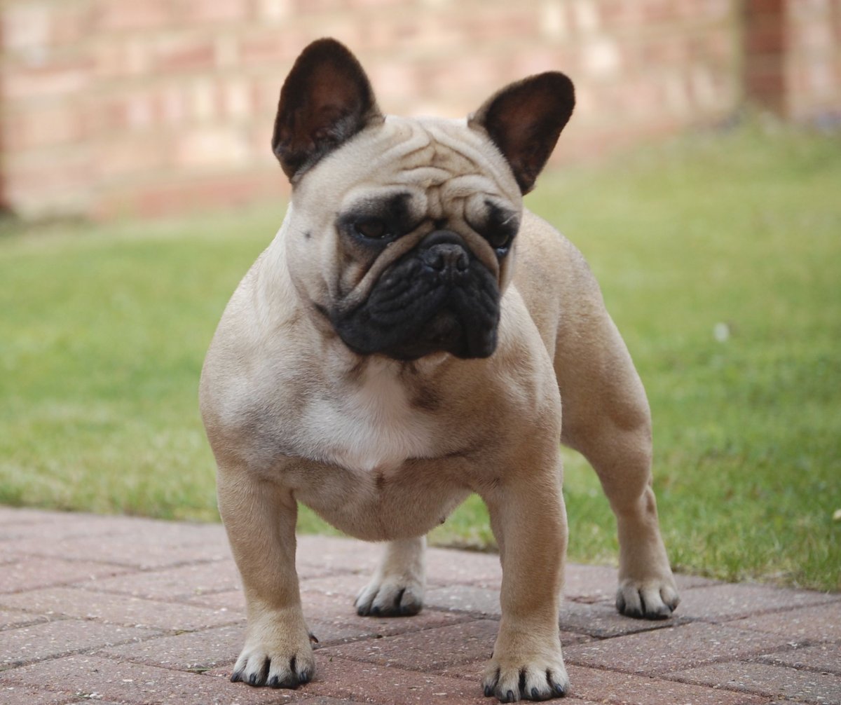 Шведский бульдог