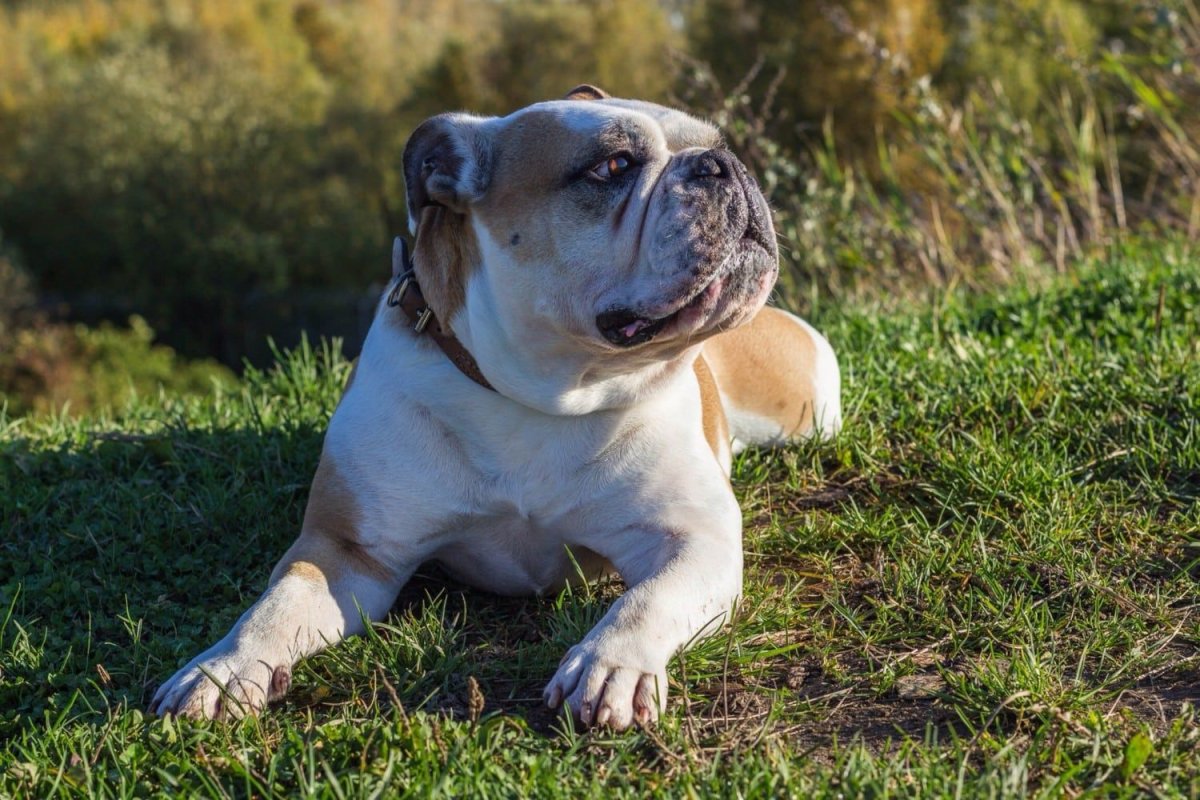 Испанский бульдог белый