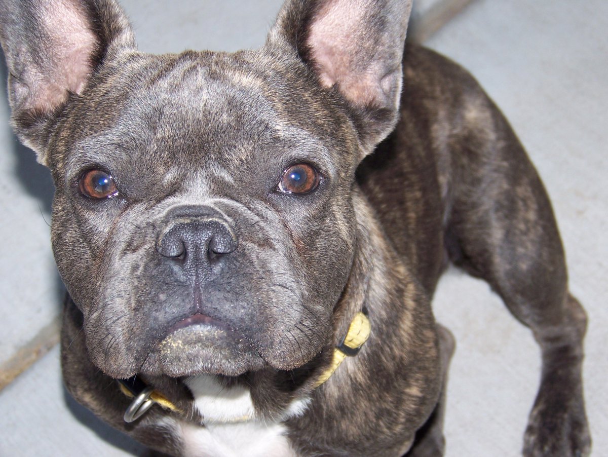 Французские бульдоги карие