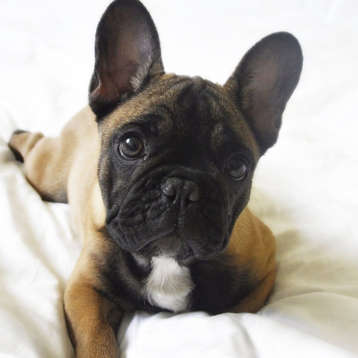 Нос французского бульдога