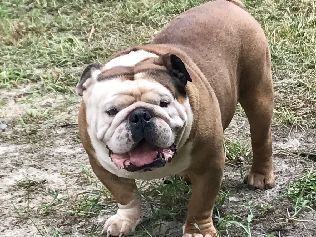 Канадский бульдог