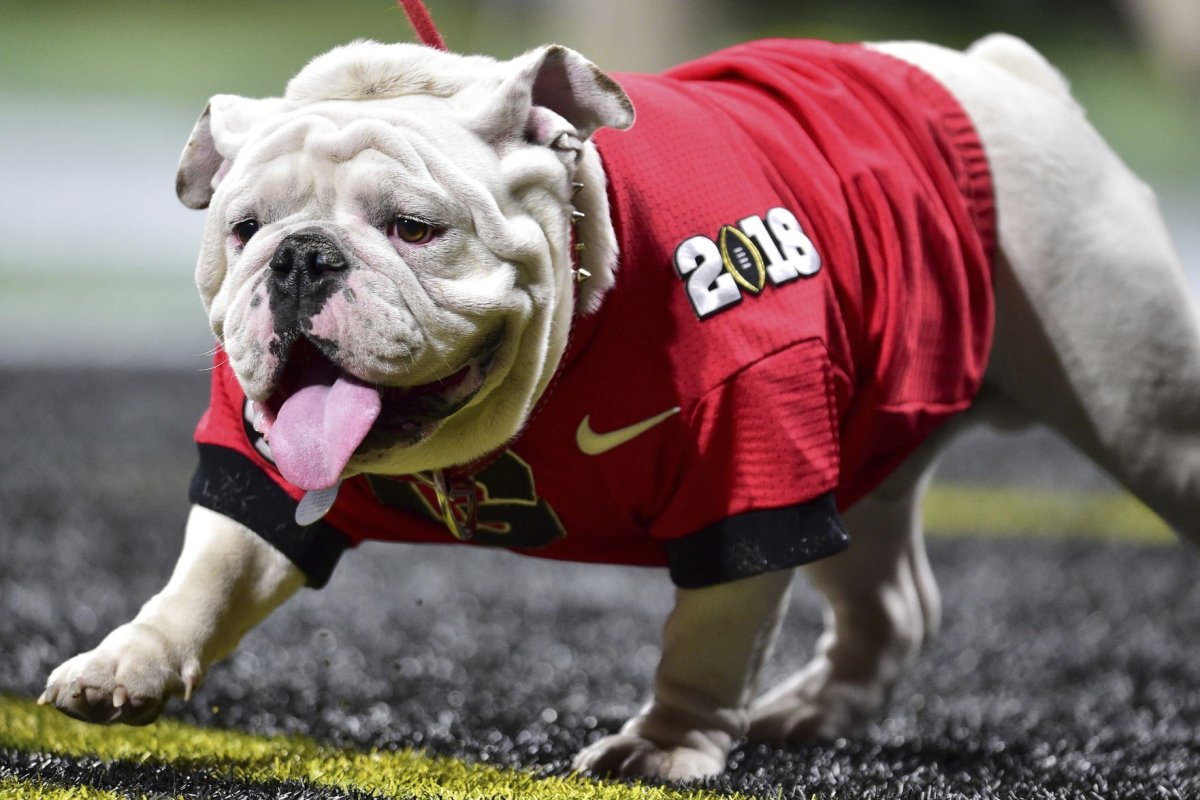 Крутой бульдог