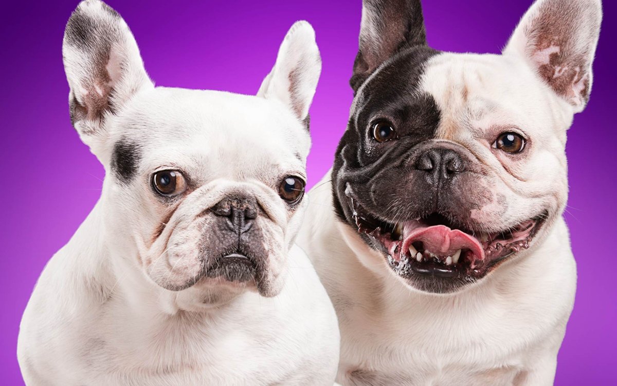 Французский бульдог