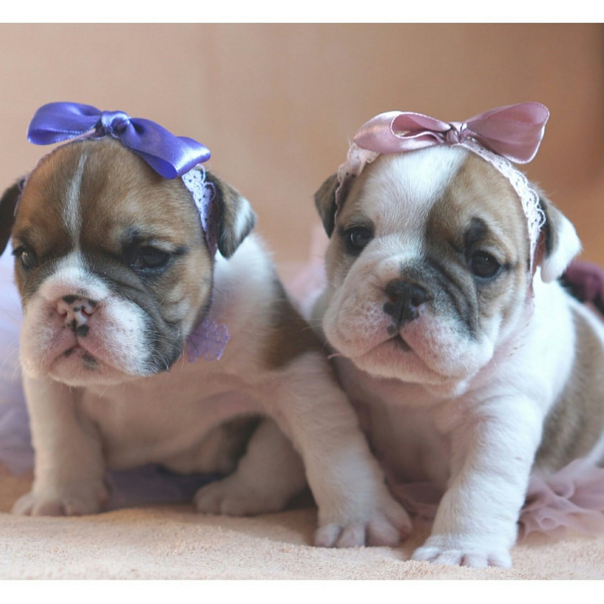 Английский бульдог Пермь купить