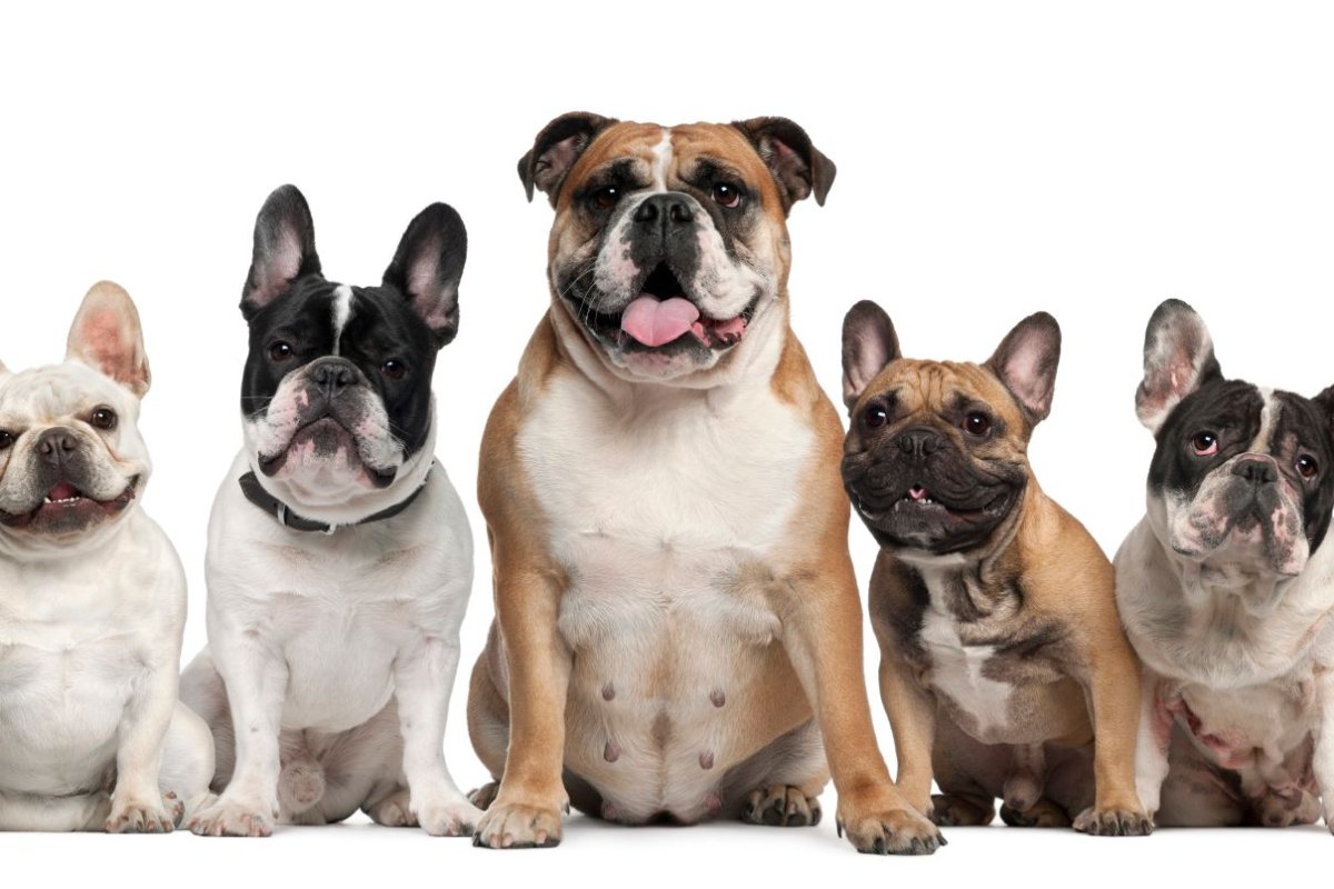 Мопс французский бульдог и английский бульдог
