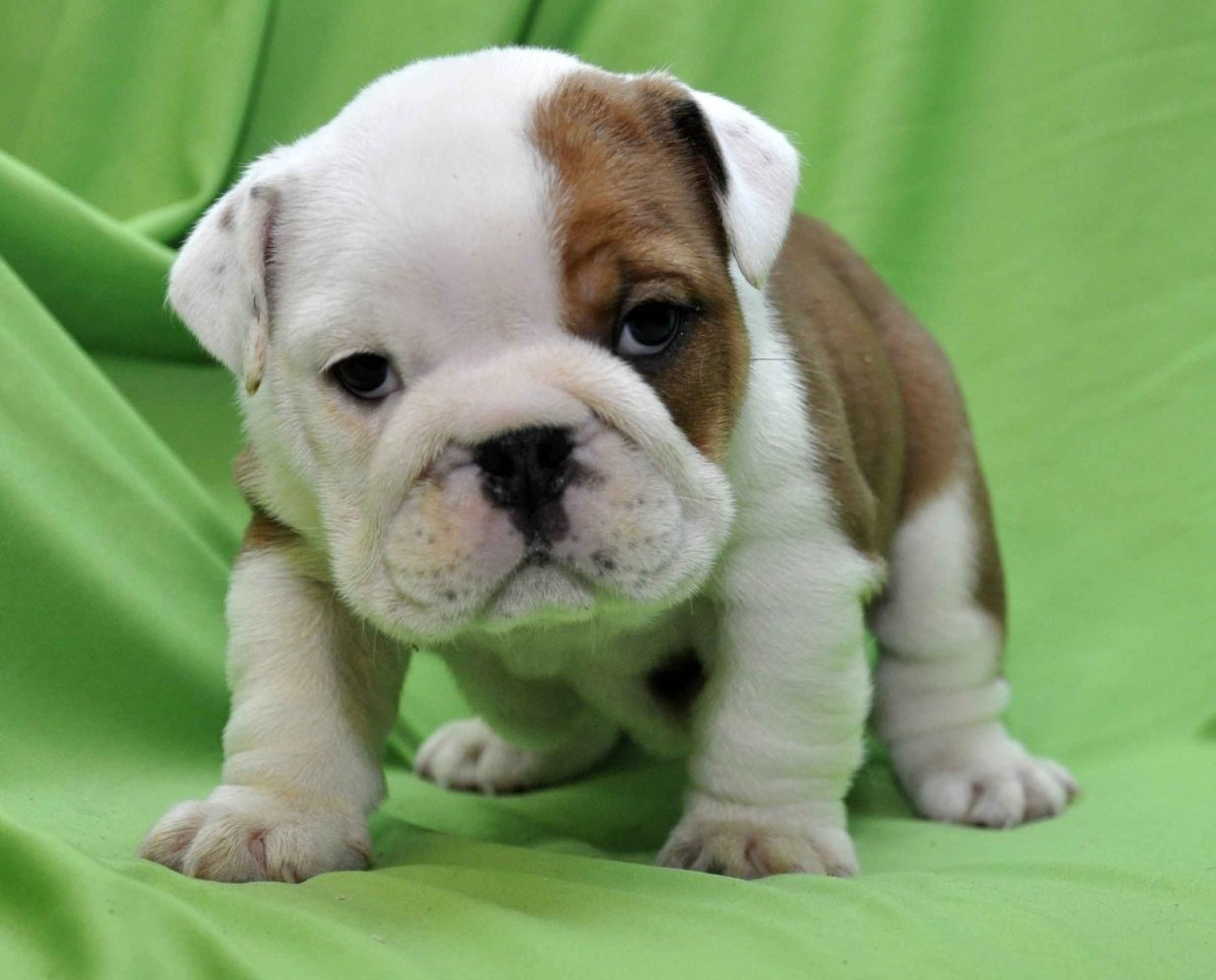 Английский бульдог Крепыш