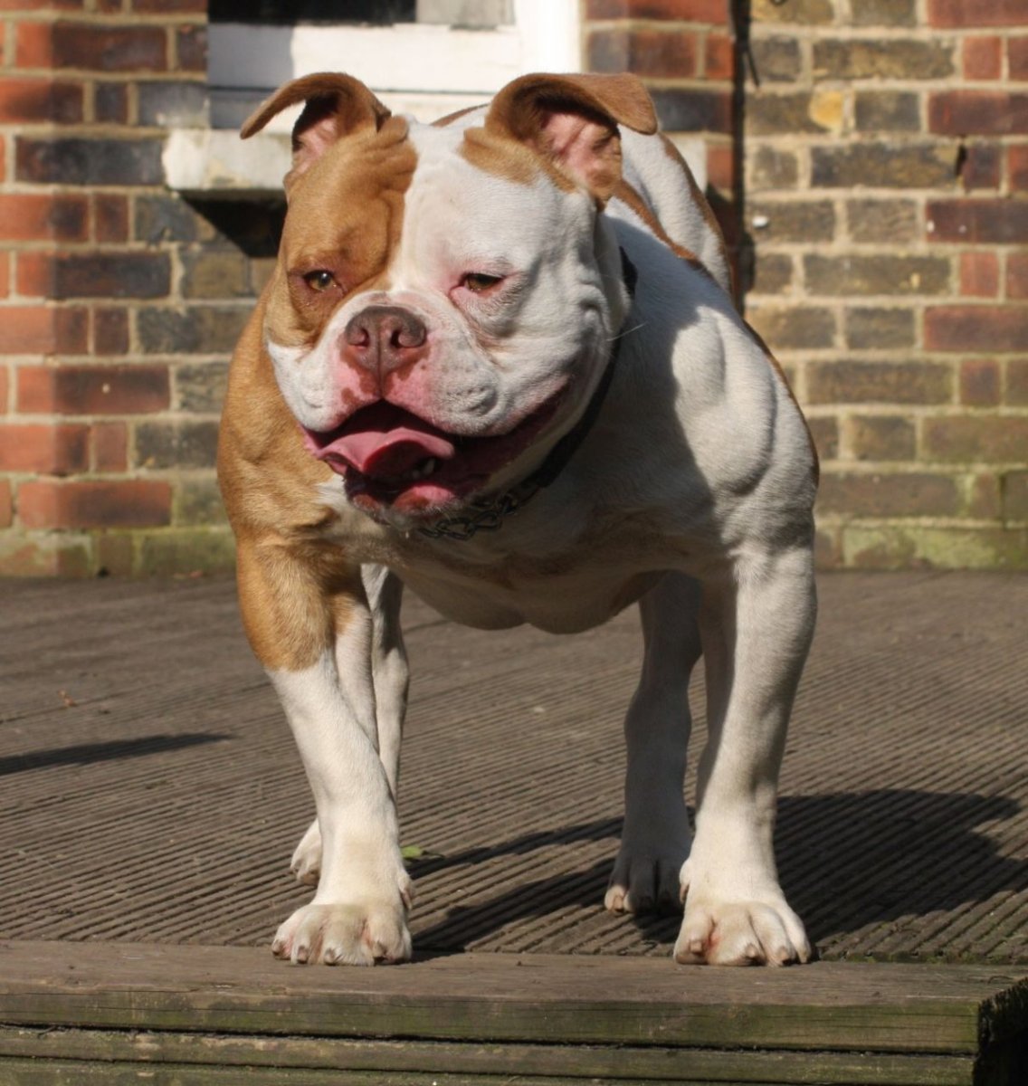 Американский бульдог амбуль