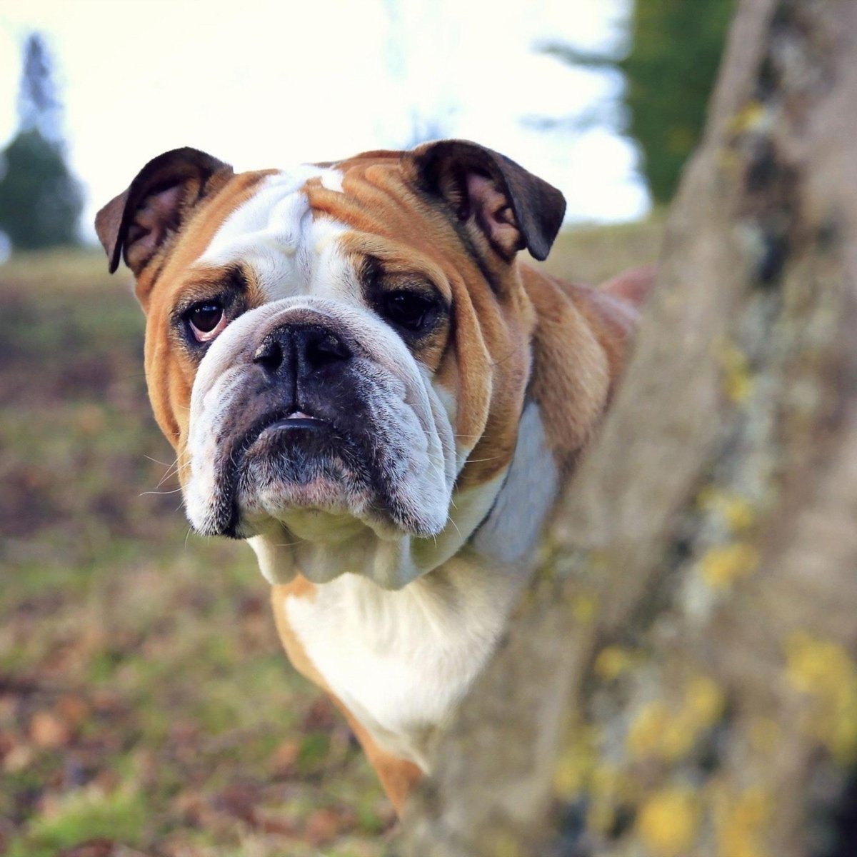 Английский бульдог