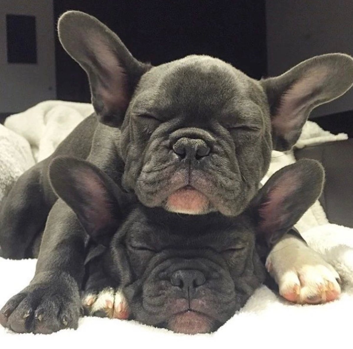 Два французских бульдога