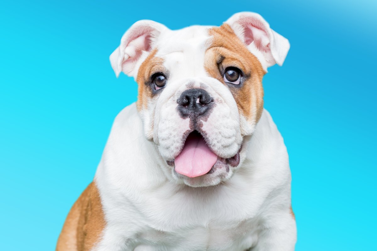 Английский бульдог Крепыш