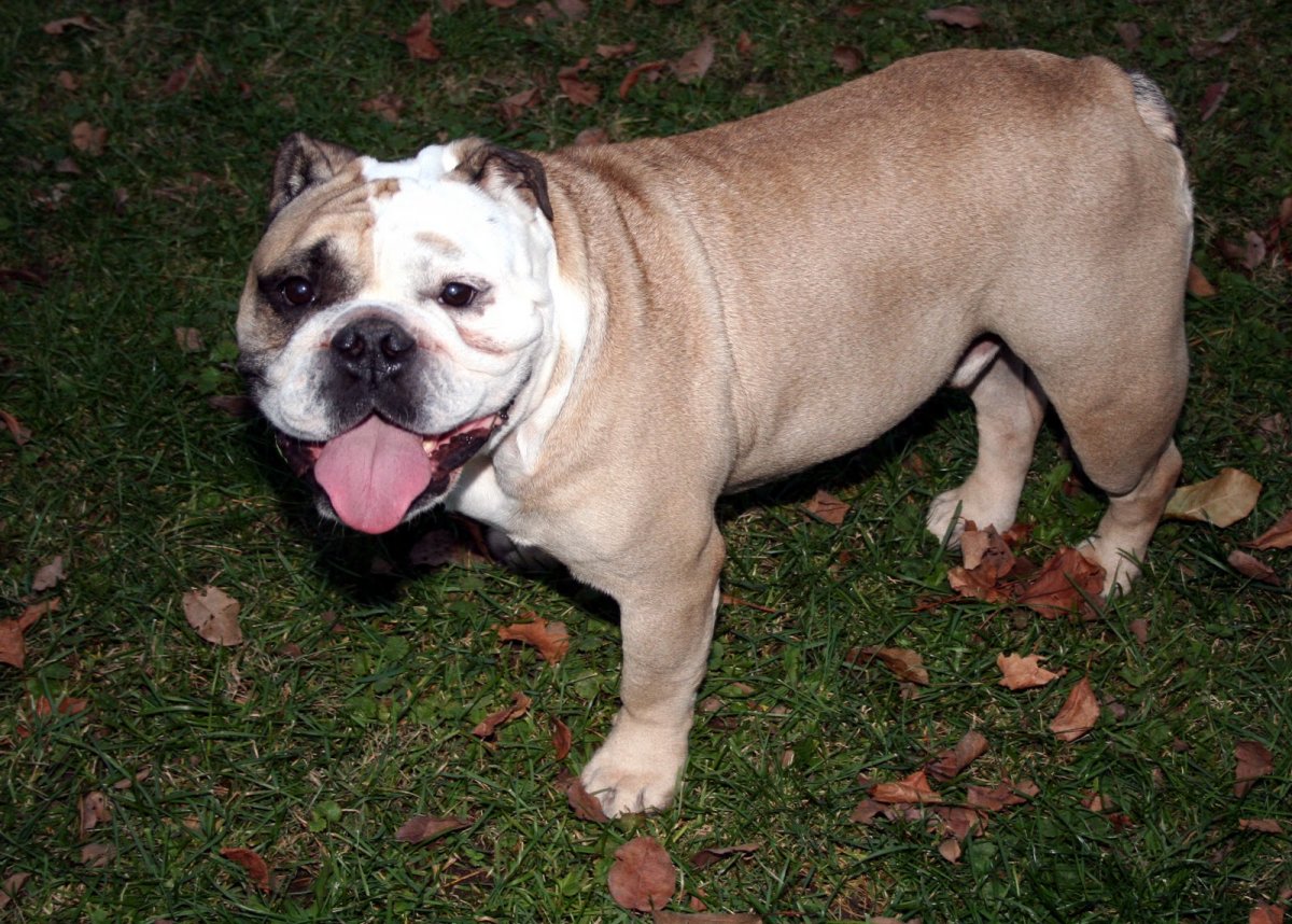 Бульдог снизу