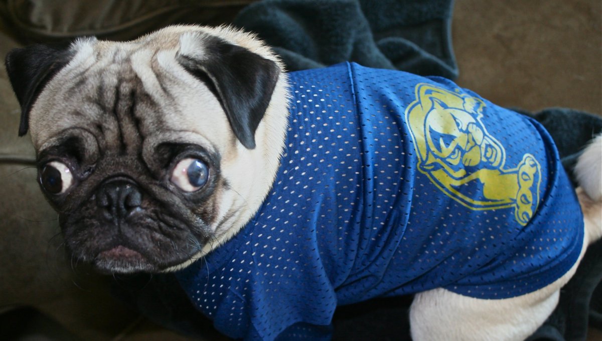 Французский бульдог и Мопс