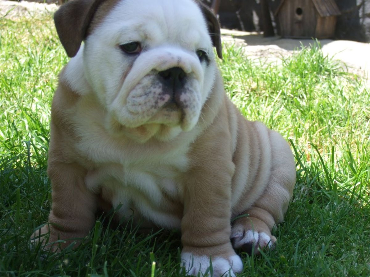 Португальский бульдог