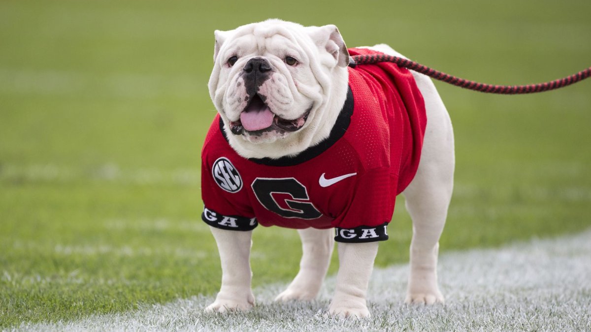 Уэмбли бульдог