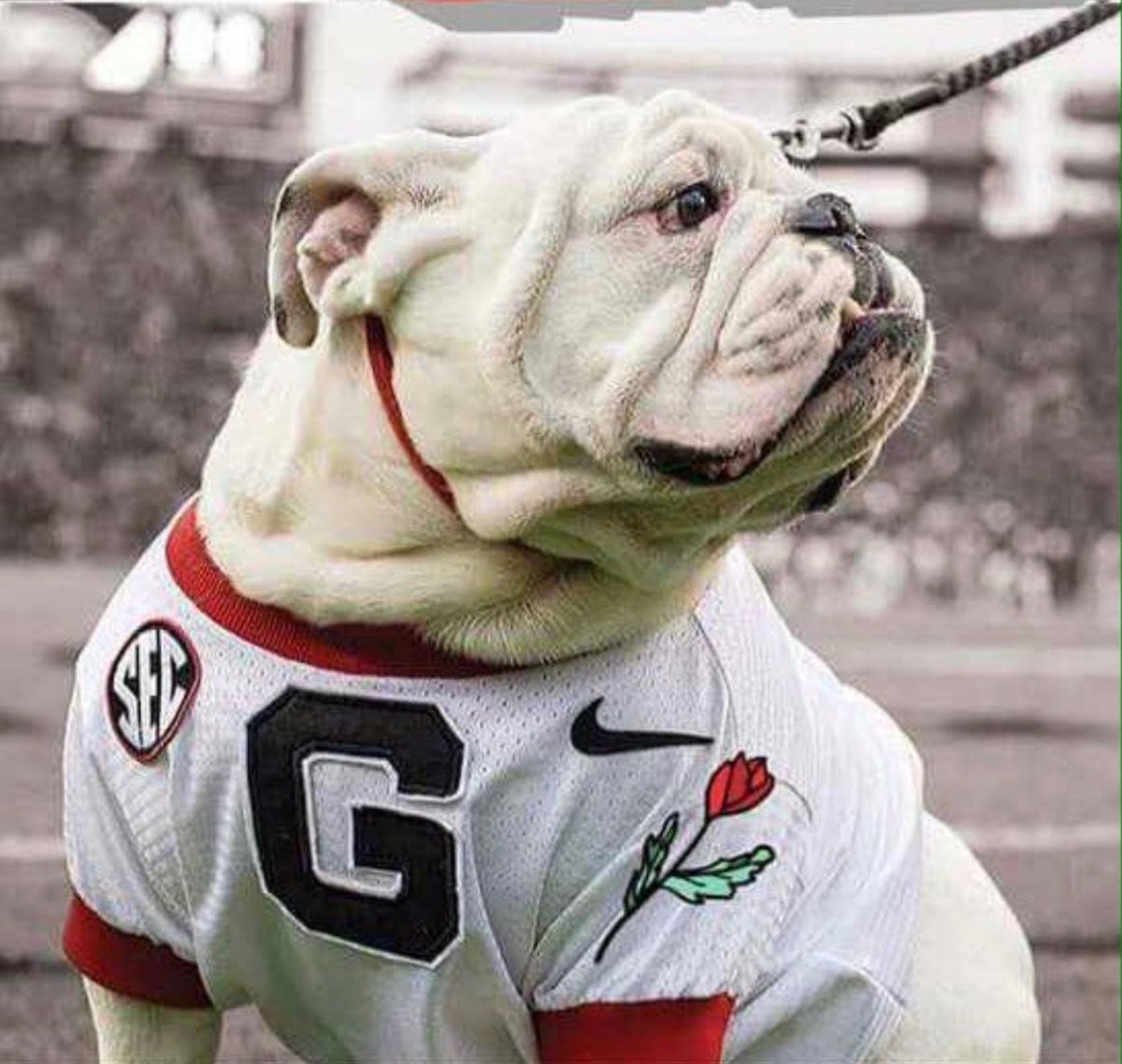 Бульдоги Джорджия команда футбол свитшоты