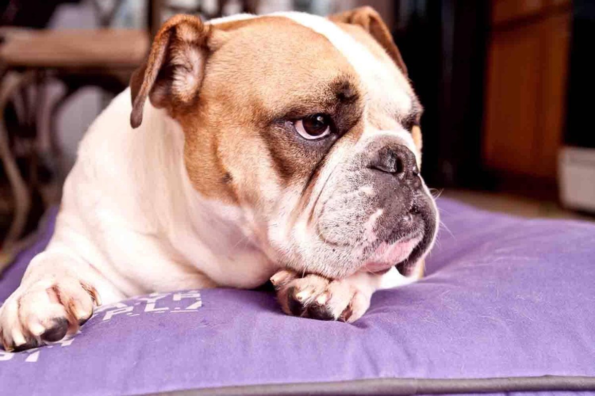 Английский бульдог