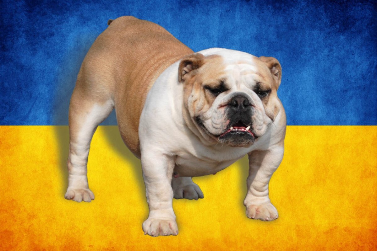 Полосатый бульдог