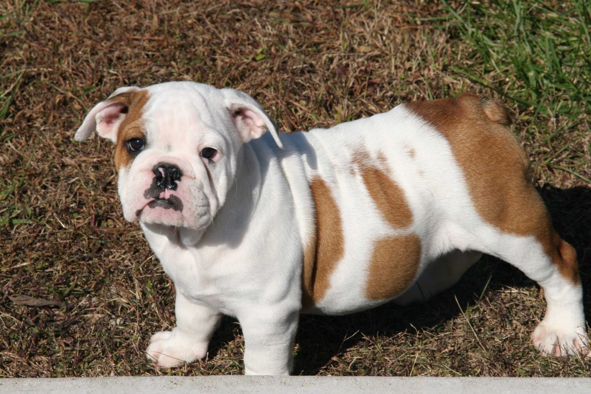Английский бульдог самец