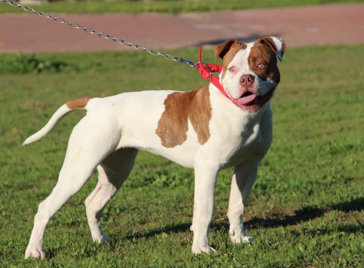 Американский бульдог с человеком