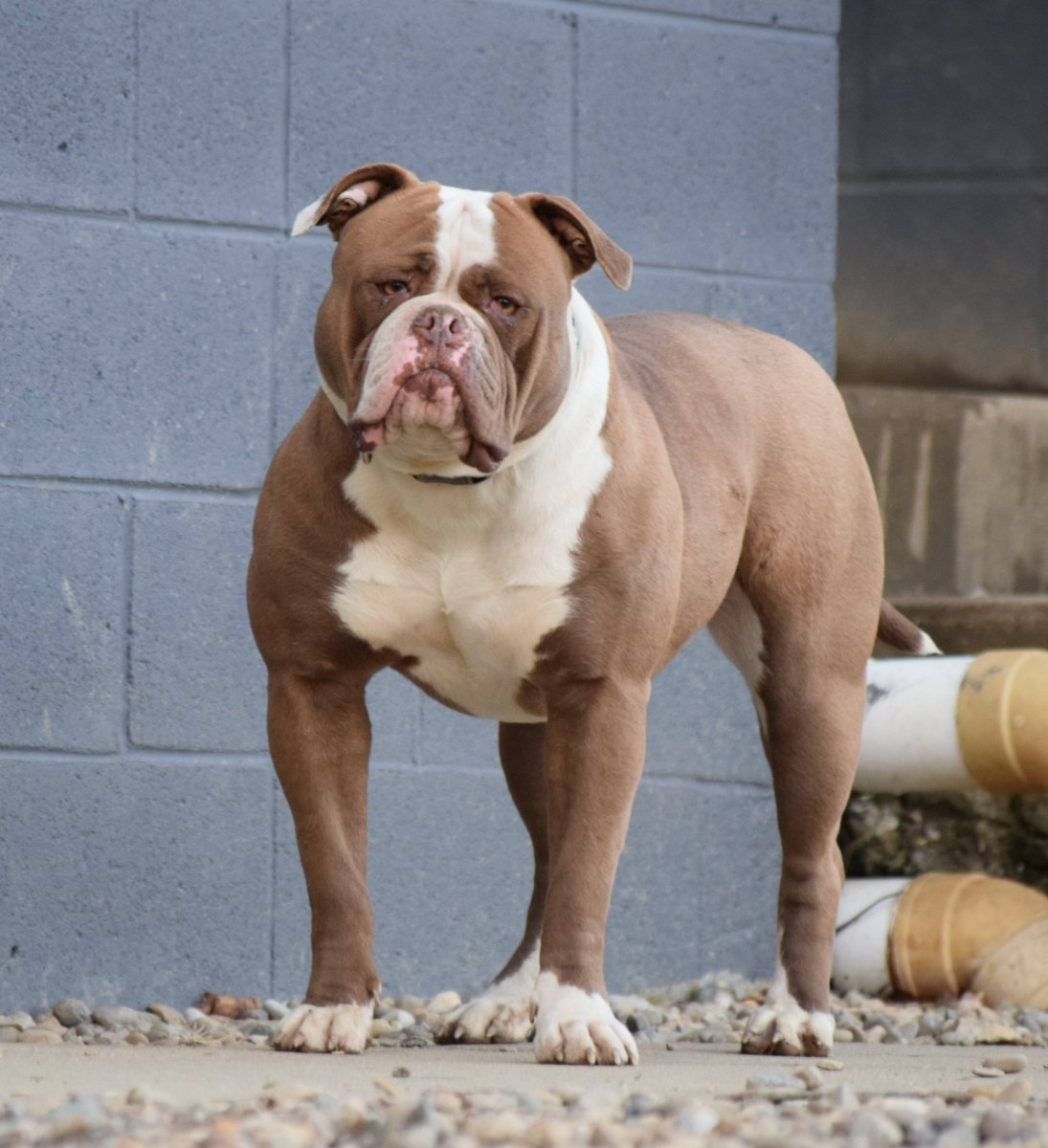 Американский бульдог Джонсона