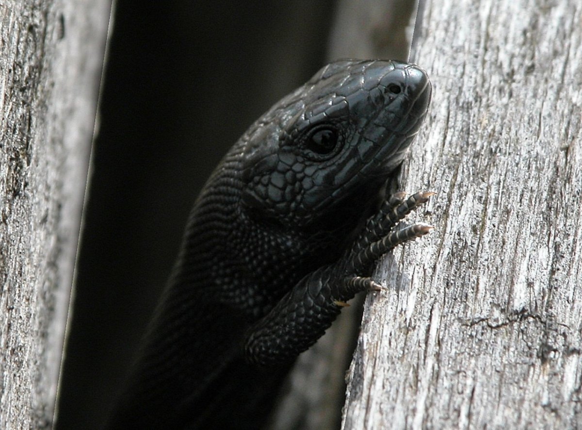 Прыткая ящерица меланист