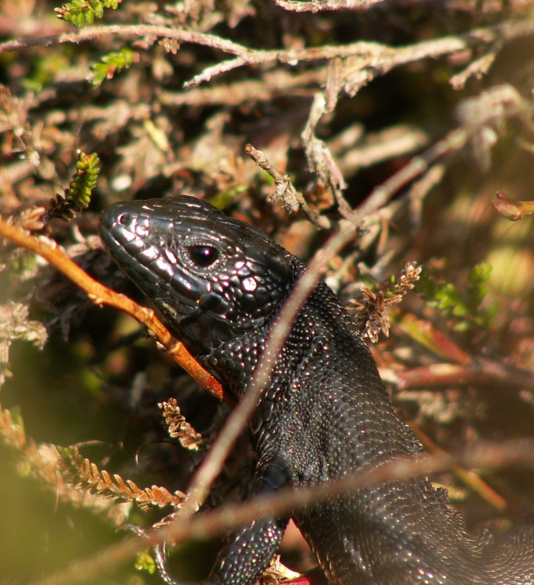 Живородящая ящерица меланист