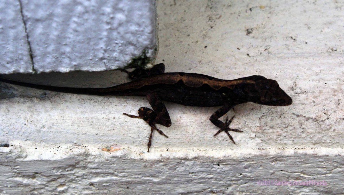 Скользкая ящерица