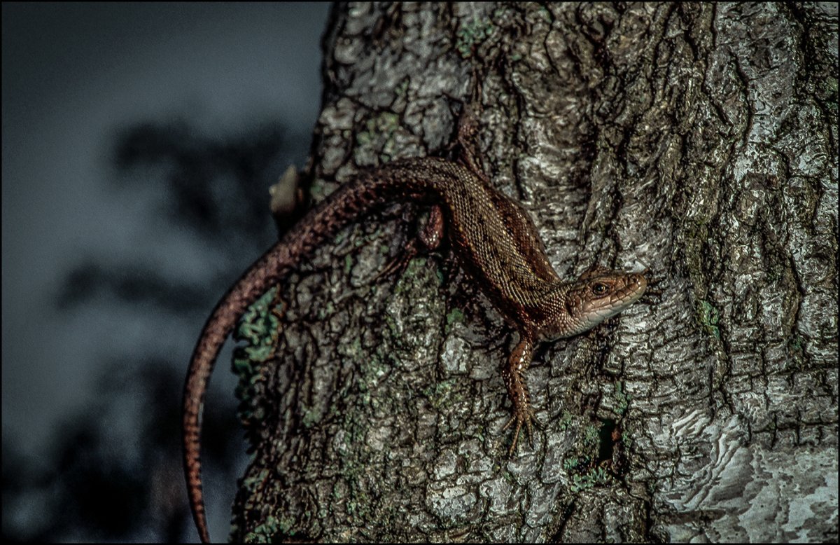 Живородящая ящерица позвоночник