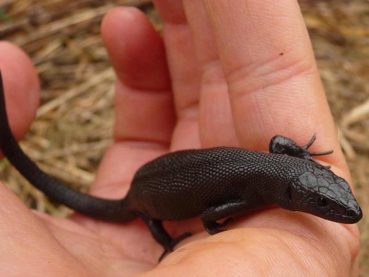 Живородящая ящерица меланист