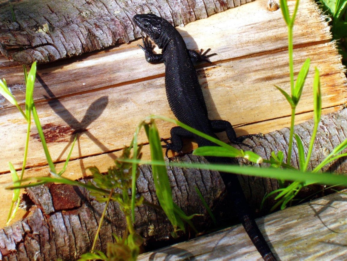 Живородящая ящерица меланист