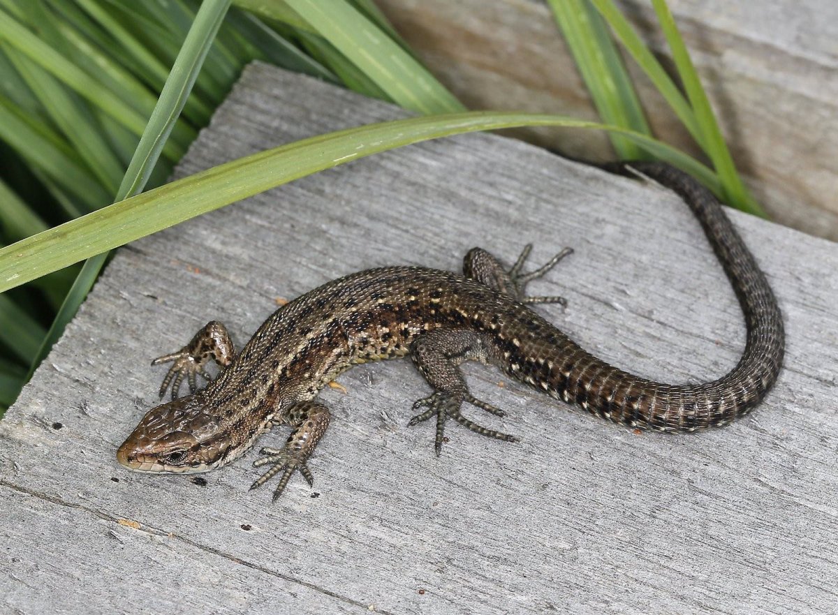 Живородящая ящерица