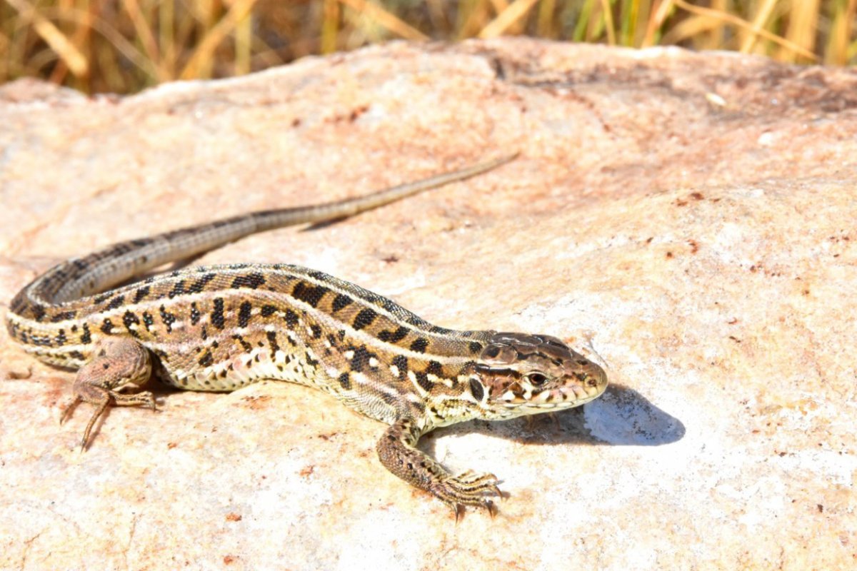 Прыткая ящерица Ростовская область