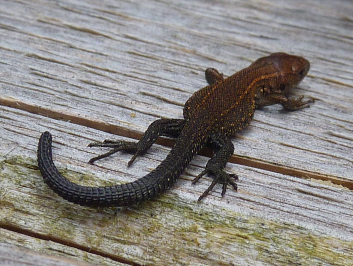 Безлапая ящерица черная Черногория