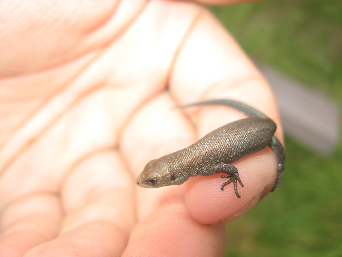 Маленькая живородящая ящерица