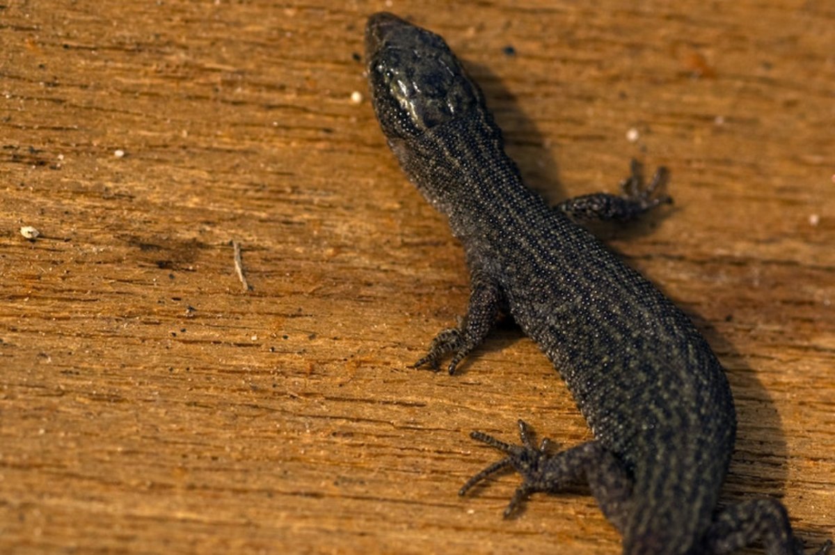 Прыткая ящерица меланист
