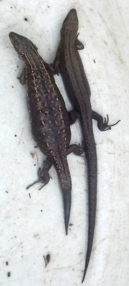 Живородящая ящерица самка