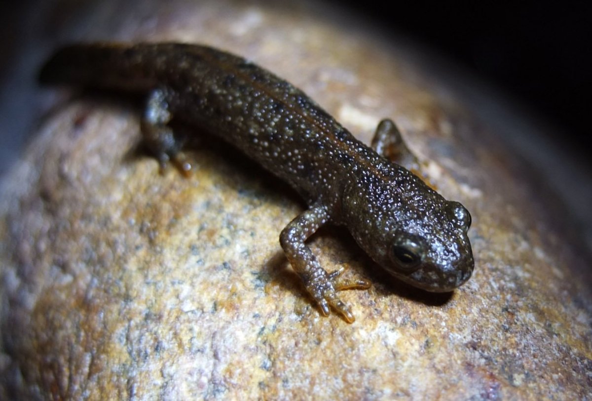 Тритон ящерица