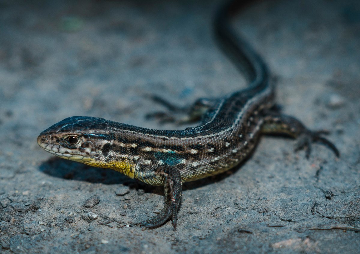 Живородящая ящерица и прыткая ящерица