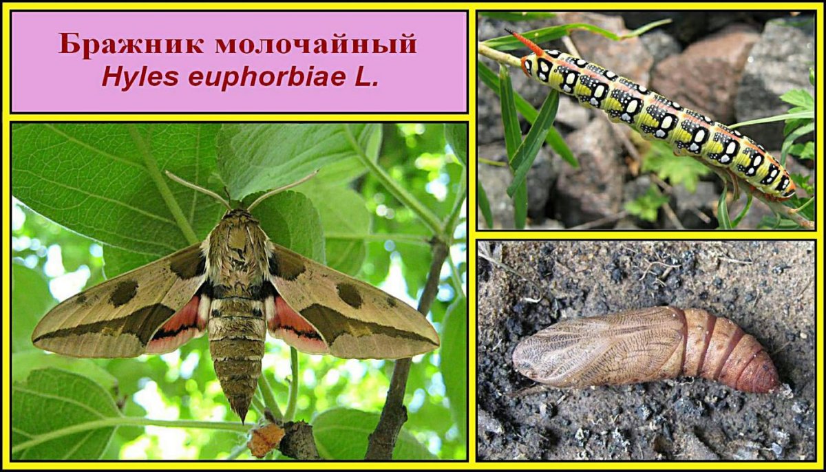 Олеандровый Бражник гусеница