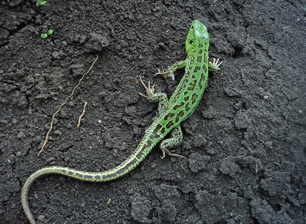 Зеленая ящерица